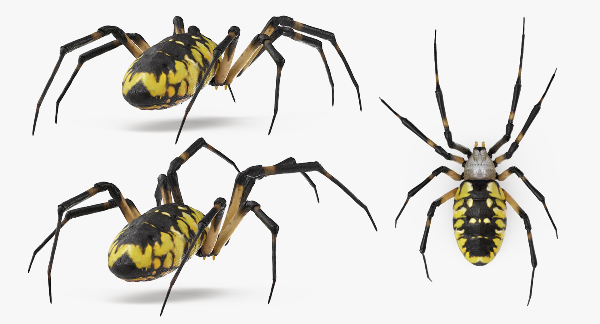 argiope aurantia yellow garden 3D https://p.turbosquid.com/ts-thumb/Lg/JaWoIl/6pCWeVYe/argiopeaurantiaoryellowgardenspiderriggedmayamb3dmodel13/jpg/1504594076/1920x1080/fit_q87/a6f8861b640acba77fca7b7e55672641f11800e4/argiopeaurantiaoryellowgardenspiderriggedmayamb3dmodel13.jpg