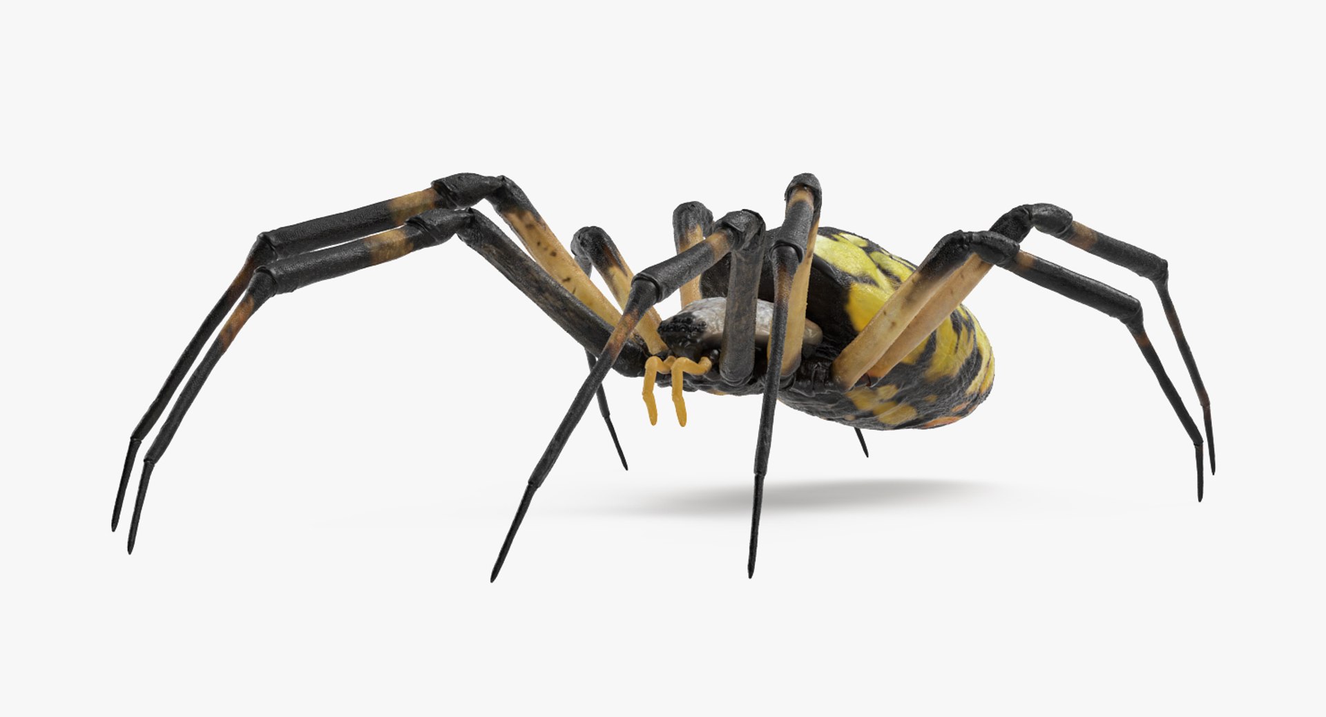 argiope aurantia yellow garden 3D https://p.turbosquid.com/ts-thumb/Lg/JaWoIl/AVi4bDdZ/argiopeaurantiaoryellowgardenspiderriggedmayamb3dmodel06/jpg/1504594075/1920x1080/fit_q87/0b074325d5b0c487e32f4ea0716638ed4a1c4864/argiopeaurantiaoryellowgardenspiderriggedmayamb3dmodel06.jpg