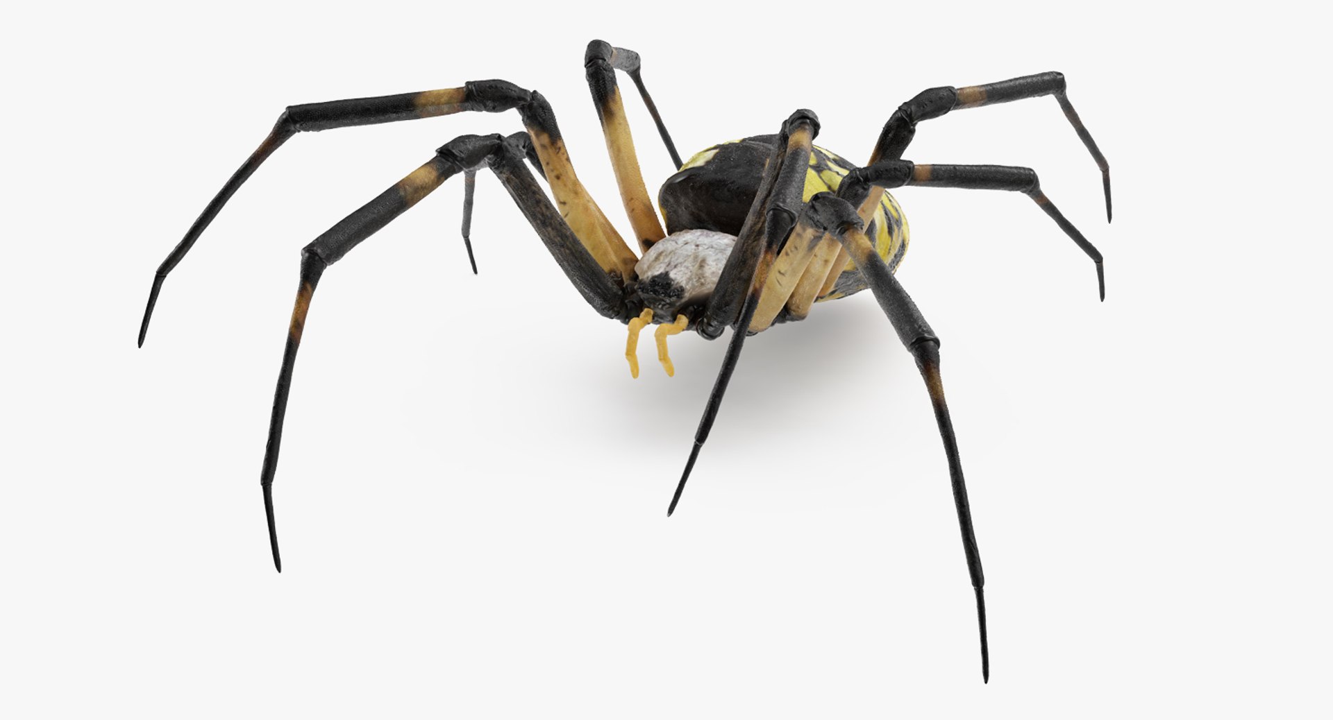argiope aurantia yellow garden 3D https://p.turbosquid.com/ts-thumb/Lg/JaWoIl/DQG0OHaZ/argiopeaurantiaoryellowgardenspiderriggedmayamb3dmodel01/jpg/1504594075/1920x1080/fit_q87/c9ba72a9cc7fcc6ed23e81db11f7490189b6975a/argiopeaurantiaoryellowgardenspiderriggedmayamb3dmodel01.jpg
