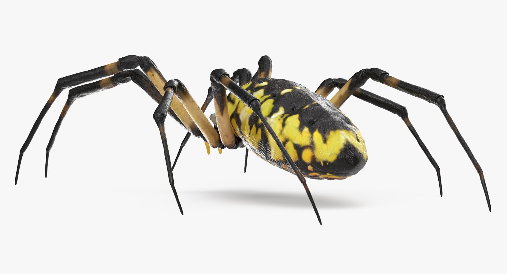 argiope aurantia yellow garden 3D https://p.turbosquid.com/ts-thumb/Lg/JaWoIl/Dk9Wo9Lp/argiopeaurantiaoryellowgardenspiderriggedmayamb3dmodel14/jpg/1504594076/1920x1080/fit_q87/59e674e17a4fc5f7d8b90cf9773c4315ea56166e/argiopeaurantiaoryellowgardenspiderriggedmayamb3dmodel14.jpg