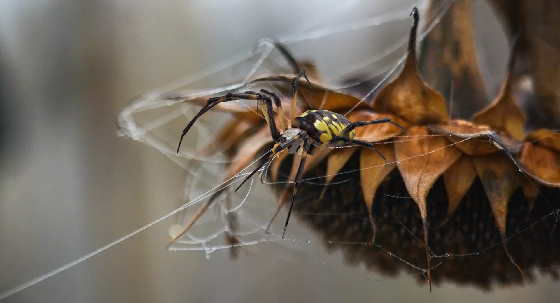 argiope aurantia yellow garden 3D https://p.turbosquid.com/ts-thumb/Lg/JaWoIl/FVbBkd2X/argiopeaurantiaoryellowgardenspiderriggedmayamb3dmodel02/jpg/1504594075/1920x1080/fit_q87/9ad1f301d1267e394a663b6edef484279d2d0455/argiopeaurantiaoryellowgardenspiderriggedmayamb3dmodel02.jpg