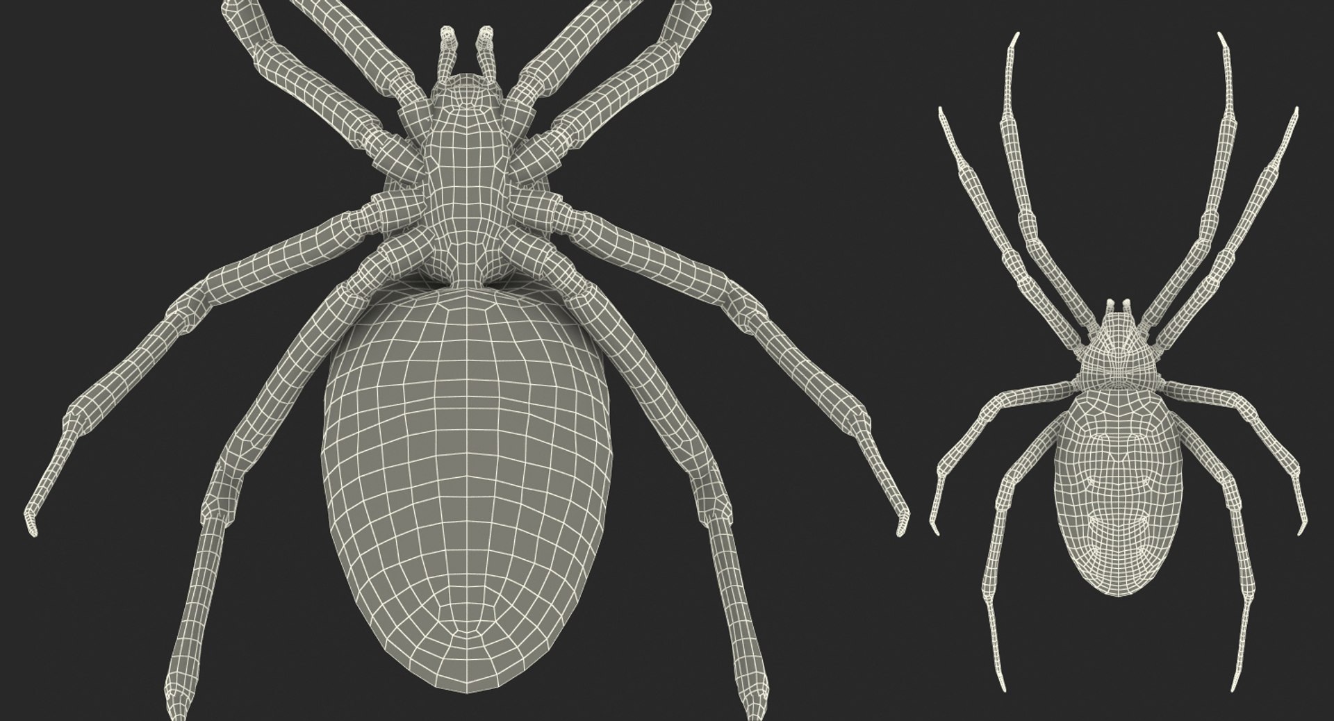 argiope aurantia yellow garden 3D https://p.turbosquid.com/ts-thumb/Lg/JaWoIl/HqQv6yav/argiopeaurantiaoryellowgardenspiderriggedmayamb3dmodel36/jpg/1504594076/1920x1080/fit_q87/fb52df850db9f3c1d513faf314c397502294737f/argiopeaurantiaoryellowgardenspiderriggedmayamb3dmodel36.jpg