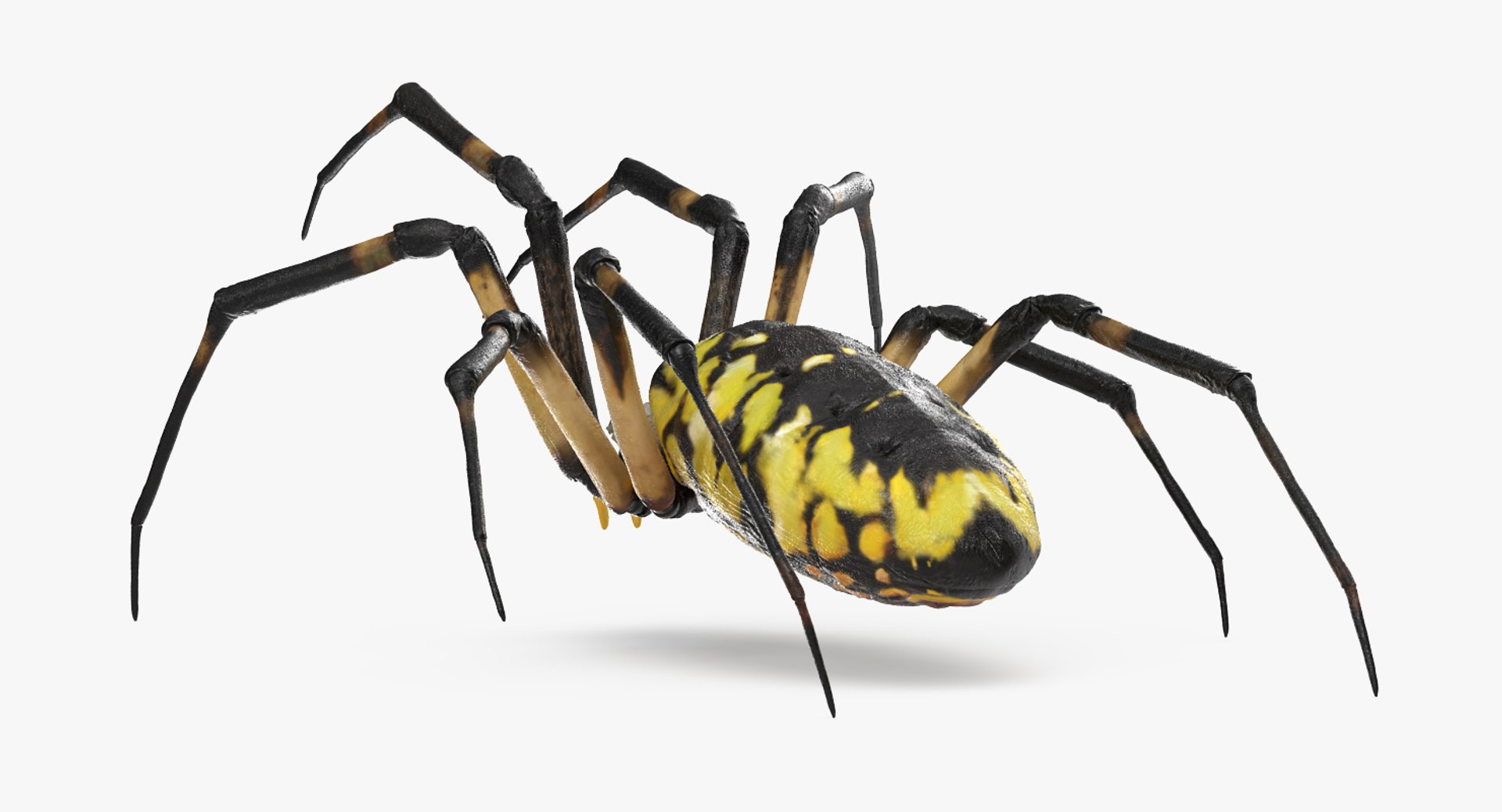 argiope aurantia yellow garden 3D https://p.turbosquid.com/ts-thumb/Lg/JaWoIl/MSj0SFim/argiopeaurantiaoryellowgardenspiderriggedmayamb3dmodel10/jpg/1504594076/1920x1080/fit_q87/ef2655e336f2c8570e7537bd49ddc2fc72af1a4f/argiopeaurantiaoryellowgardenspiderriggedmayamb3dmodel10.jpg