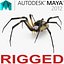 Argiope Aurantia ou Yellow Garden Spider truqué pour Maya