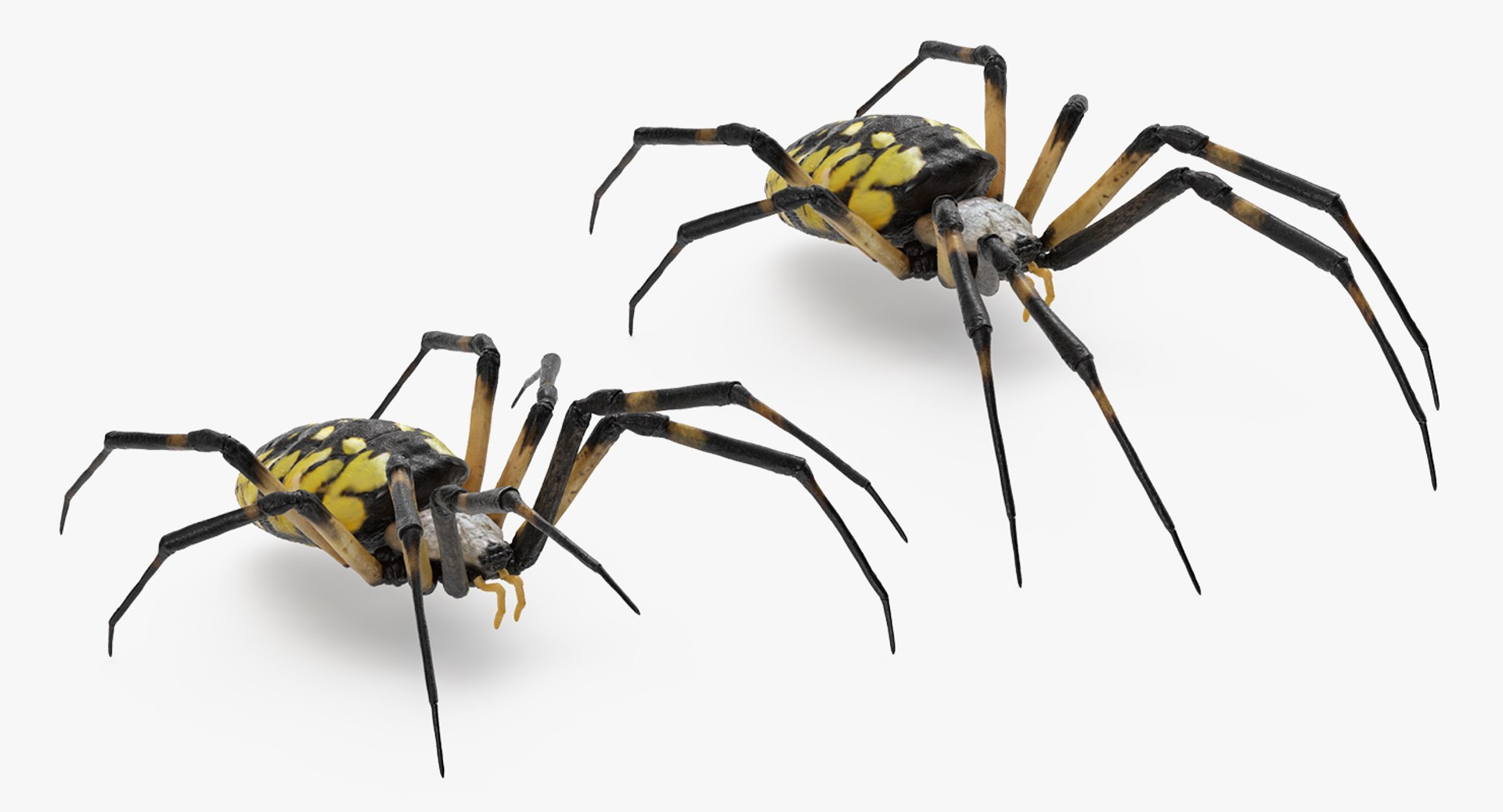 argiope aurantia yellow garden 3D https://p.turbosquid.com/ts-thumb/Lg/JaWoIl/SVEAXcUG/argiopeaurantiaoryellowgardenspiderriggedmayamb3dmodel05/jpg/1504594075/1920x1080/fit_q87/57f6f426276e3a67b30f100608537d2403dae668/argiopeaurantiaoryellowgardenspiderriggedmayamb3dmodel05.jpg