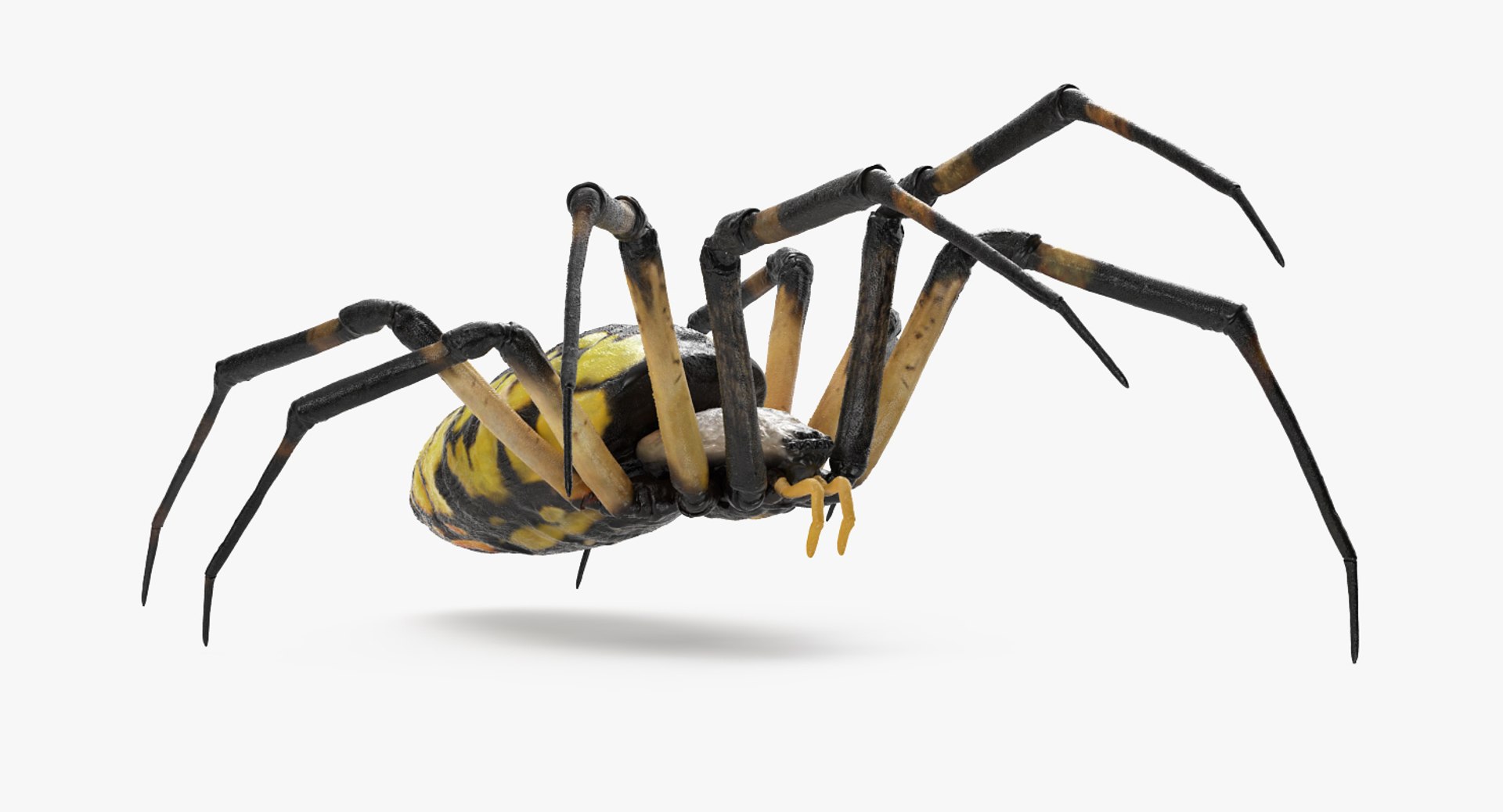 argiope aurantia yellow garden 3D https://p.turbosquid.com/ts-thumb/Lg/JaWoIl/bIeW9DMF/argiopeaurantiaoryellowgardenspiderriggedmayamb3dmodel12/jpg/1504594076/1920x1080/fit_q87/1de5ecb446f0913f8fa9804283301040c545758a/argiopeaurantiaoryellowgardenspiderriggedmayamb3dmodel12.jpg