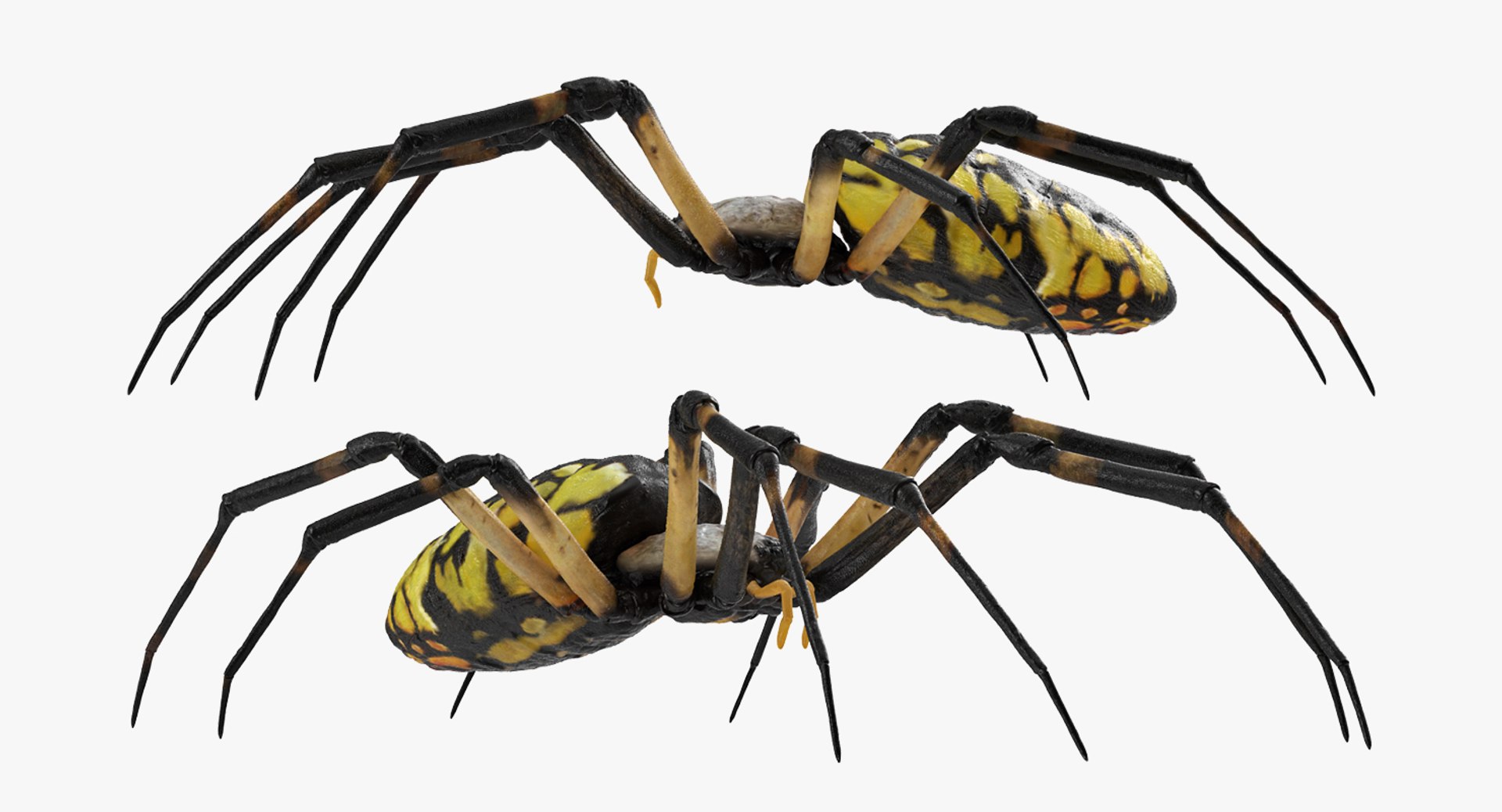 argiope aurantia yellow garden 3D https://p.turbosquid.com/ts-thumb/Lg/JaWoIl/n6lVaD28/argiopeaurantiaoryellowgardenspiderriggedmayamb3dmodel09/jpg/1504594076/1920x1080/fit_q87/96ea579a30740a89201c9ca8569c0294eba029a4/argiopeaurantiaoryellowgardenspiderriggedmayamb3dmodel09.jpg