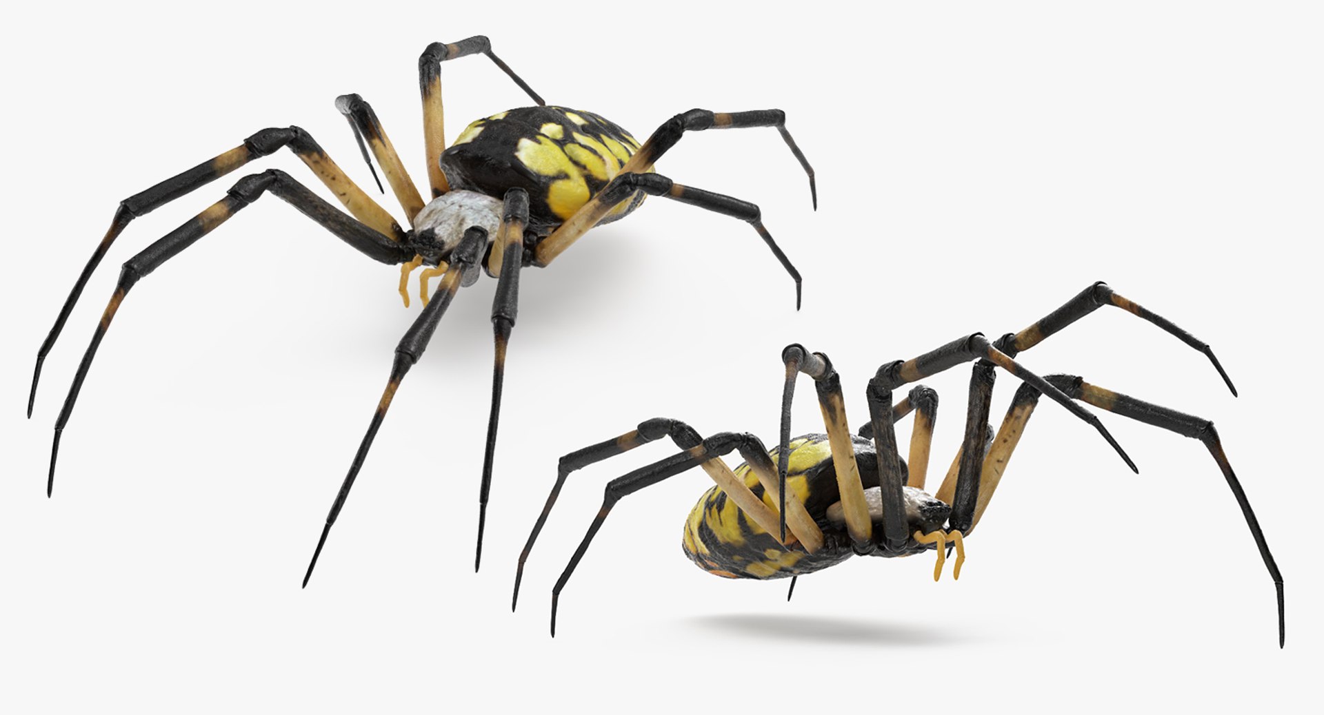 argiope aurantia yellow garden 3D https://p.turbosquid.com/ts-thumb/Lg/JaWoIl/npk77DhV/argiopeaurantiaoryellowgardenspiderriggedmayamb3dmodel07/jpg/1504594076/1920x1080/fit_q87/f1bdb3c09601e68fb52593135ab83f3c149e356e/argiopeaurantiaoryellowgardenspiderriggedmayamb3dmodel07.jpg