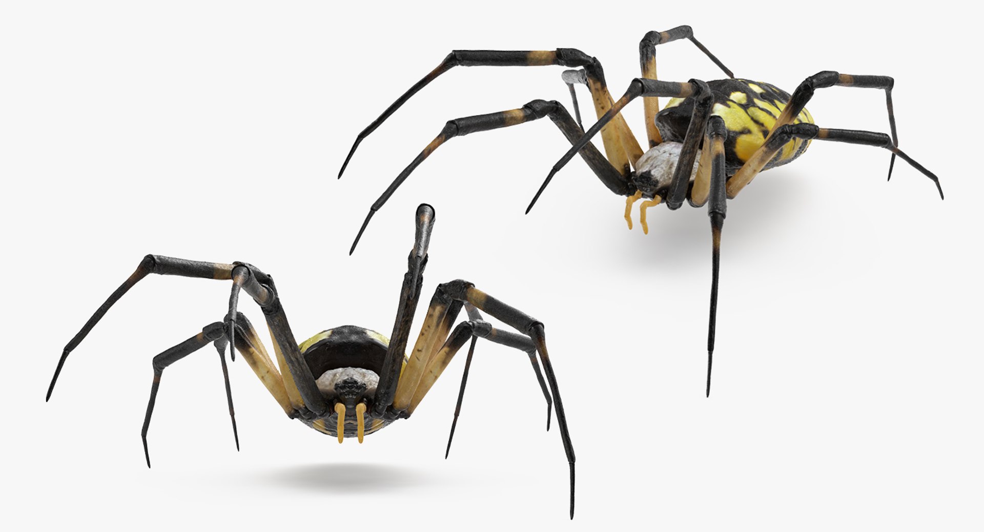 argiope aurantia yellow garden 3D https://p.turbosquid.com/ts-thumb/Lg/JaWoIl/rO4q8KKC/argiopeaurantiaoryellowgardenspiderriggedmayamb3dmodel08/jpg/1504594076/1920x1080/fit_q87/cc04749f25565c8251d79ea139940048060a6e7e/argiopeaurantiaoryellowgardenspiderriggedmayamb3dmodel08.jpg