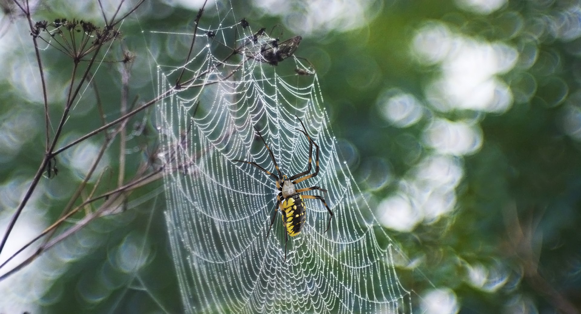 argiope aurantia yellow garden 3D https://p.turbosquid.com/ts-thumb/Lg/JaWoIl/rjWMoaGx/argiopeaurantiaoryellowgardenspiderriggedmayamb3dmodel03/jpg/1504594075/1920x1080/fit_q87/17b9675888a764efc98bd3ca426c8163b1f4afd4/argiopeaurantiaoryellowgardenspiderriggedmayamb3dmodel03.jpg
