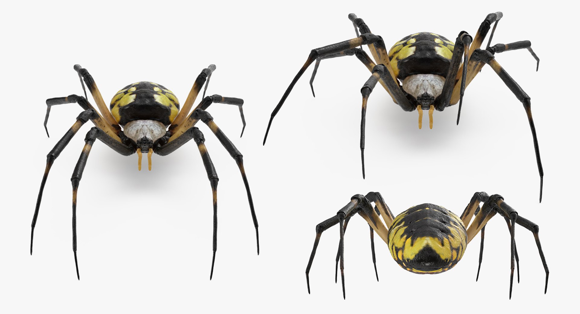 argiope aurantia yellow garden 3D https://p.turbosquid.com/ts-thumb/Lg/JaWoIl/vQppVxaG/argiopeaurantiaoryellowgardenspiderriggedmayamb3dmodel11/jpg/1504594076/1920x1080/fit_q87/94b5d44f448abd01218f7777320ab5b2015290e8/argiopeaurantiaoryellowgardenspiderriggedmayamb3dmodel11.jpg