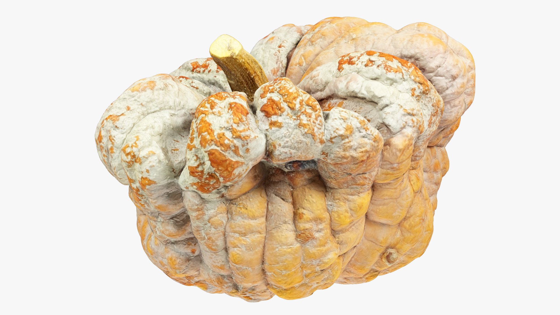 3D Pumpkins Collection V7 model https://p.turbosquid.com/ts-thumb/Lg/KMwW4Q/Xe/pump8_004_003/png/1705363583/1920x1080/fit_q87/565dc3d1ca444420ac1d16dc5937a95215a59139/pump8_004_003.jpg