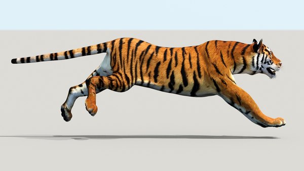 3D tiger animation - TurboSquid 1252636