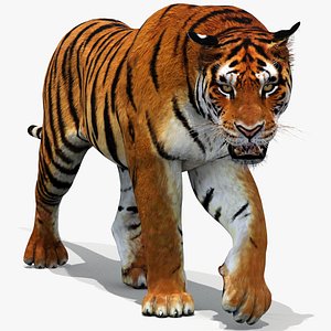 Tiger Model Animated