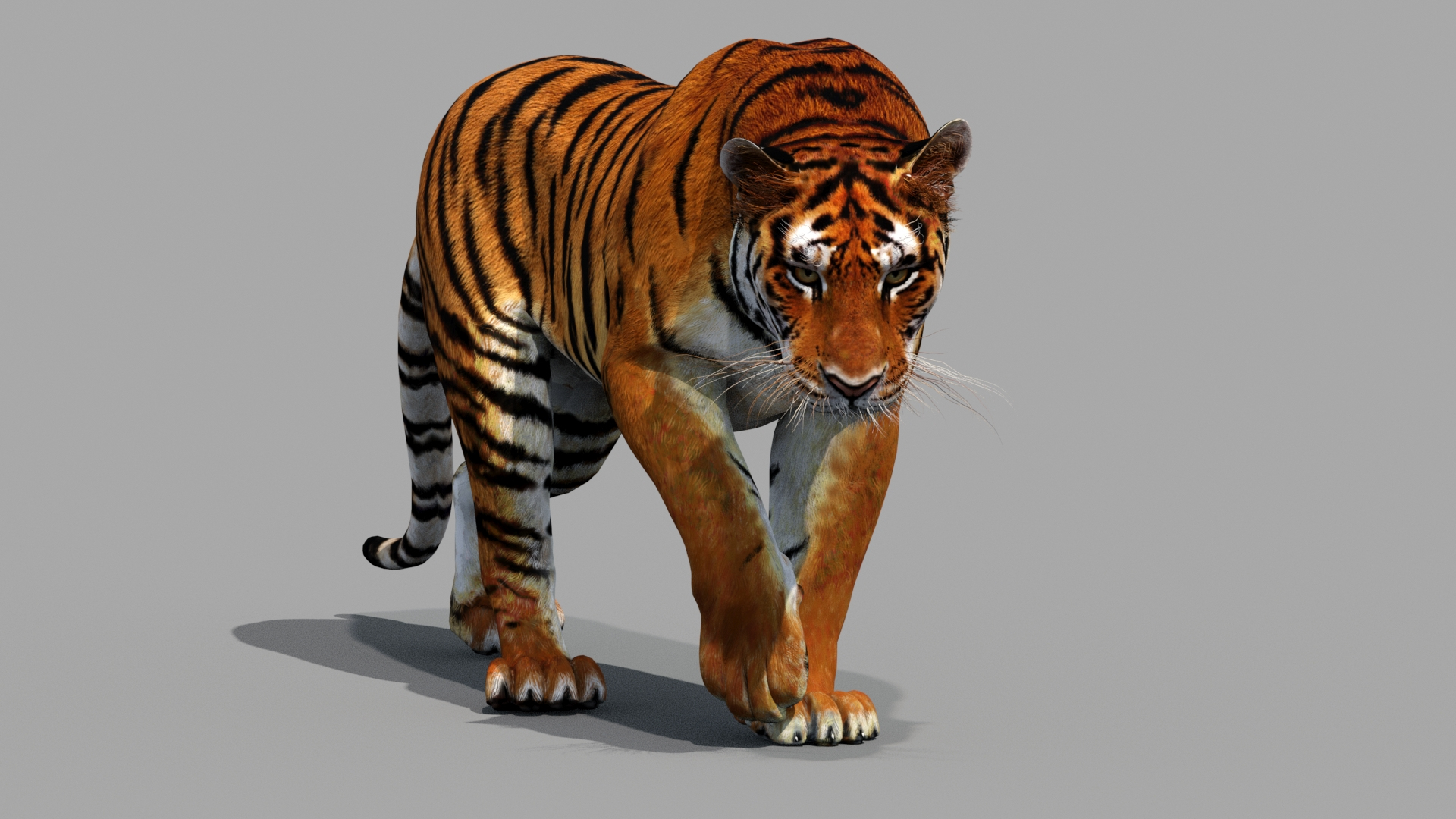 Tiger 3d Model Animated