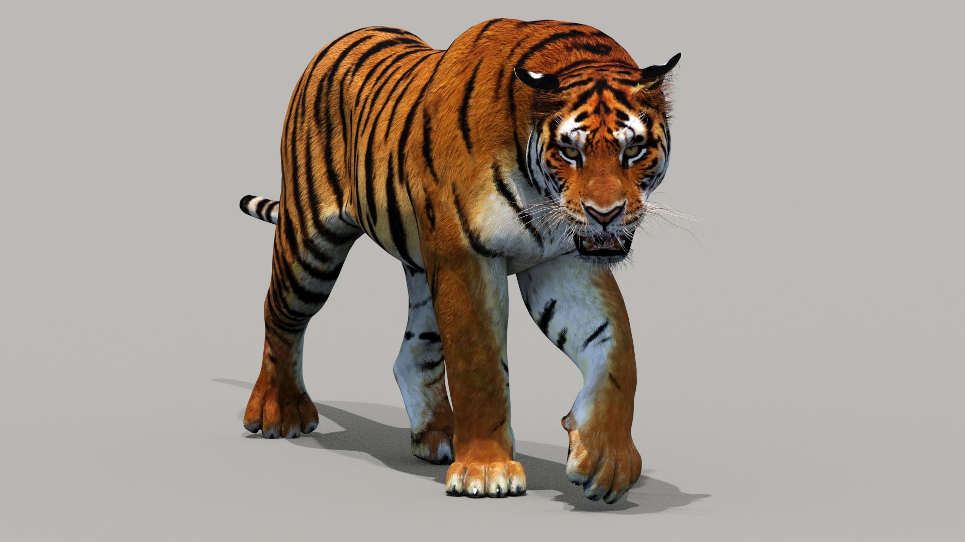 Tiger - 3D Model by alenfsl