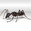 3d ant carpenter camponotus model