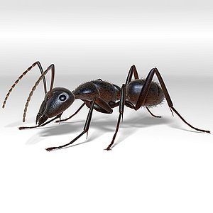 Ant