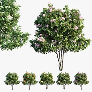 3D plant set 21 model