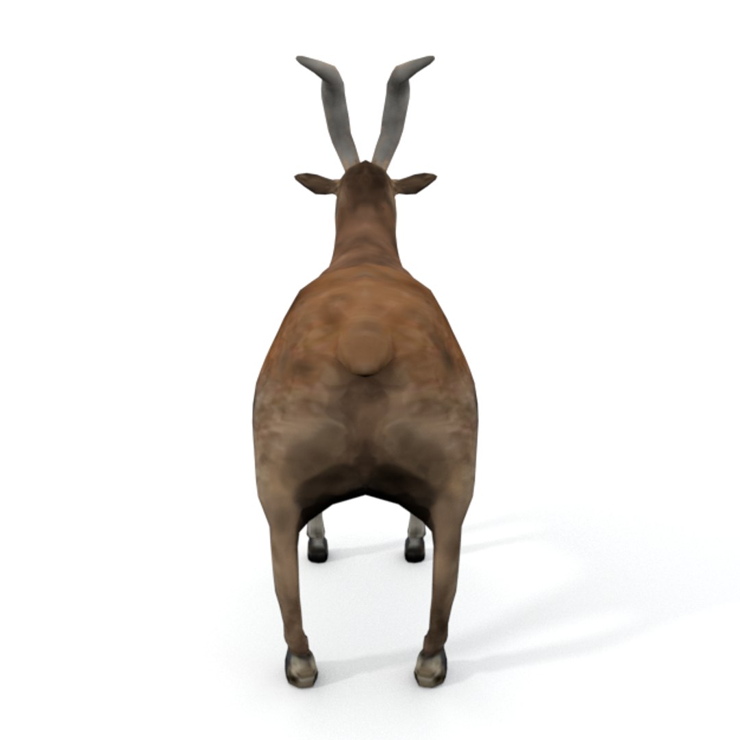 Goat 3D Model - TurboSquid 1316775