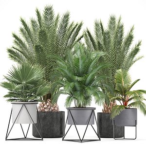 exotic plants 3D model
