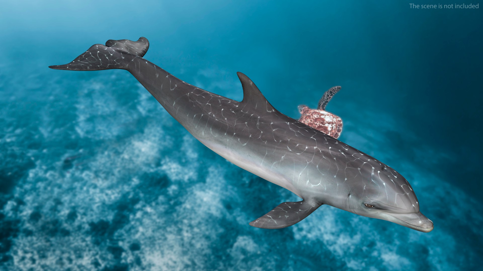 3D Dolphin Swimming And Jumping Animated for Cinema 4D https://p.turbosquid.com/ts-thumb/Lg/qjBytp/0d/dolphinswimmingandjumpinganimatedforcinema4d3dmodel004/jpg/1697111263/1920x1080/fit_q87/41fd5351ce5d71712420d905adfb94a482401c2b/dolphinswimmingandjumpinganimatedforcinema4d3dmodel004.jpg