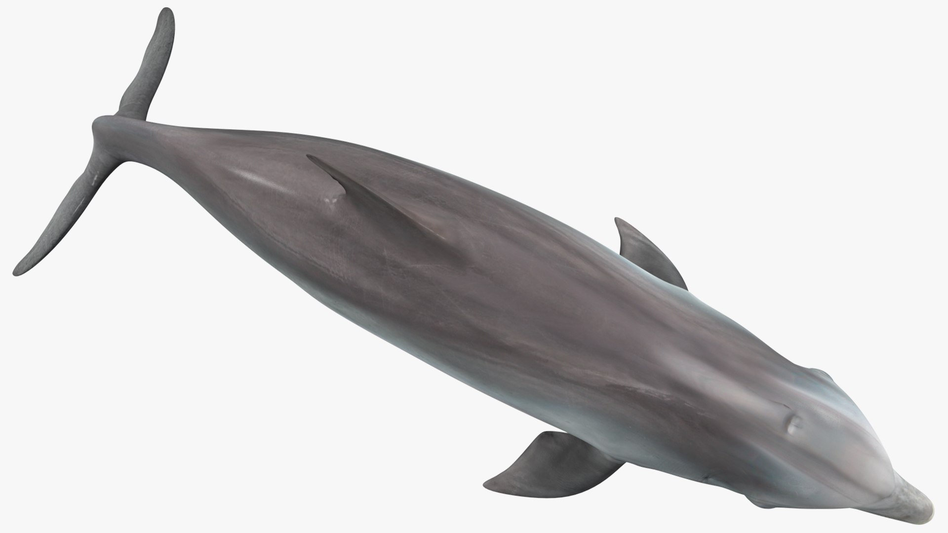 3D Dolphin Swimming And Jumping Animated for Cinema 4D https://p.turbosquid.com/ts-thumb/Lg/qjBytp/3Q/dolphinswimmingandjumpinganimatedforcinema4d3dmodel017/jpg/1697111318/1920x1080/fit_q87/a7b6236ba95a77c4a9643e244612edf862b587c4/dolphinswimmingandjumpinganimatedforcinema4d3dmodel017.jpg