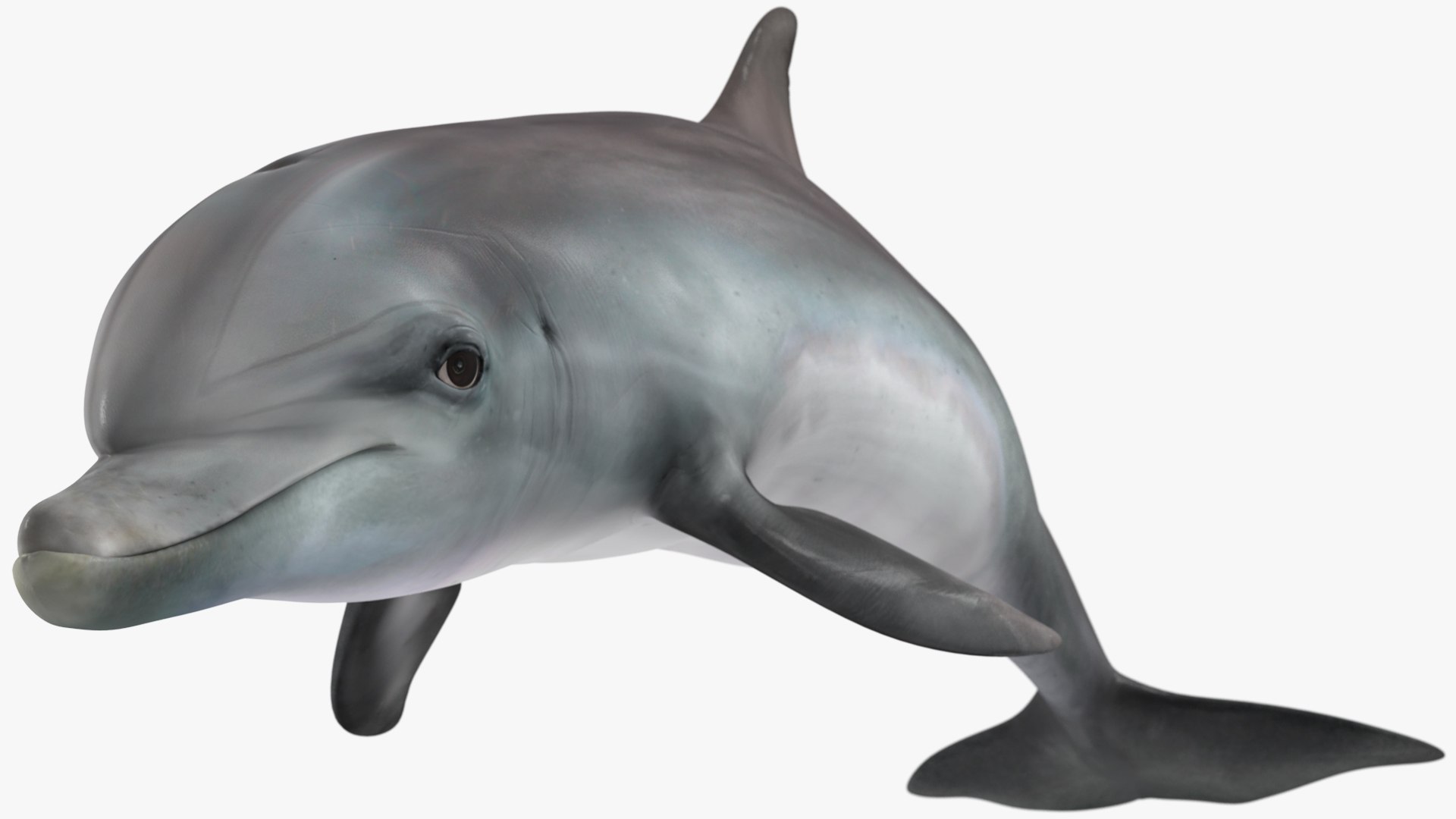 3D Dolphin Swimming And Jumping Animated for Cinema 4D https://p.turbosquid.com/ts-thumb/Lg/qjBytp/5i/dolphinswimmingandjumpinganimatedforcinema4d3dmodel014/jpg/1697111307/1920x1080/fit_q87/3960ef7bfd120b95274c9bf24f5e6d7b3cc4c90f/dolphinswimmingandjumpinganimatedforcinema4d3dmodel014.jpg