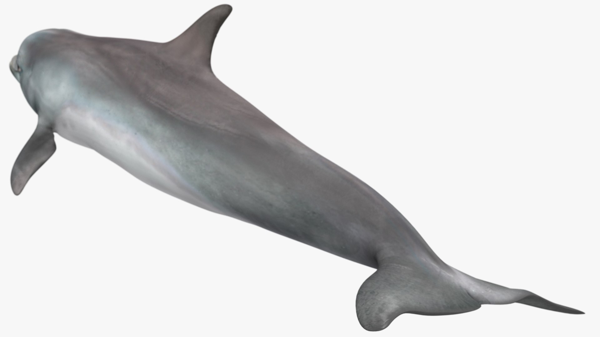 3D Dolphin Swimming And Jumping Animated for Cinema 4D https://p.turbosquid.com/ts-thumb/Lg/qjBytp/BN/dolphinswimmingandjumpinganimatedforcinema4d3dmodel015/jpg/1697111311/1920x1080/fit_q87/584fe704ba51fa72bb970e2d5880bb72dcb188ed/dolphinswimmingandjumpinganimatedforcinema4d3dmodel015.jpg