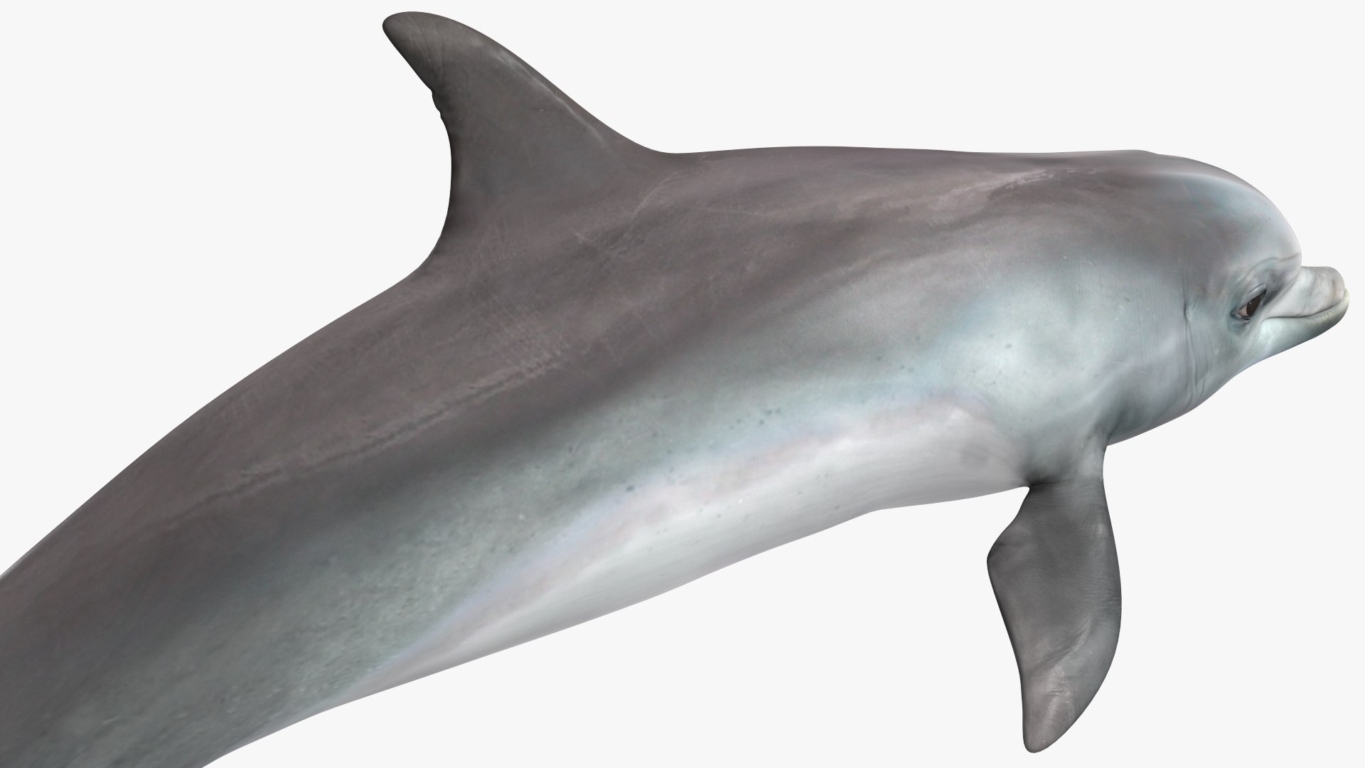 3D Dolphin Swimming And Jumping Animated for Cinema 4D https://p.turbosquid.com/ts-thumb/Lg/qjBytp/F1/dolphinswimmingandjumpinganimatedforcinema4d3dmodel019/jpg/1697111326/1920x1080/fit_q87/0ac6e713a300ef82928691245485d8de04ef5326/dolphinswimmingandjumpinganimatedforcinema4d3dmodel019.jpg