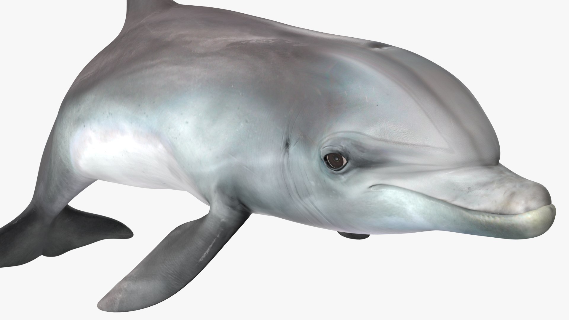 3D Dolphin Swimming And Jumping Animated for Cinema 4D https://p.turbosquid.com/ts-thumb/Lg/qjBytp/G9/dolphinswimmingandjumpinganimatedforcinema4d3dmodel020/jpg/1697111331/1920x1080/fit_q87/28419a503be4067cc5c6ef276eacd378a0ac5087/dolphinswimmingandjumpinganimatedforcinema4d3dmodel020.jpg