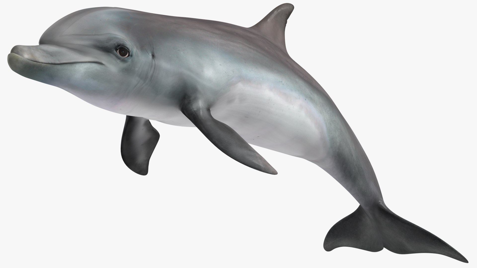 3D Dolphin Swimming And Jumping Animated for Cinema 4D https://p.turbosquid.com/ts-thumb/Lg/qjBytp/GC/dolphinswimmingandjumpinganimatedforcinema4d3dmodel010/jpg/1697111291/1920x1080/fit_q87/883fc6b55697c995a6d15a76f2fee04e6d452400/dolphinswimmingandjumpinganimatedforcinema4d3dmodel010.jpg