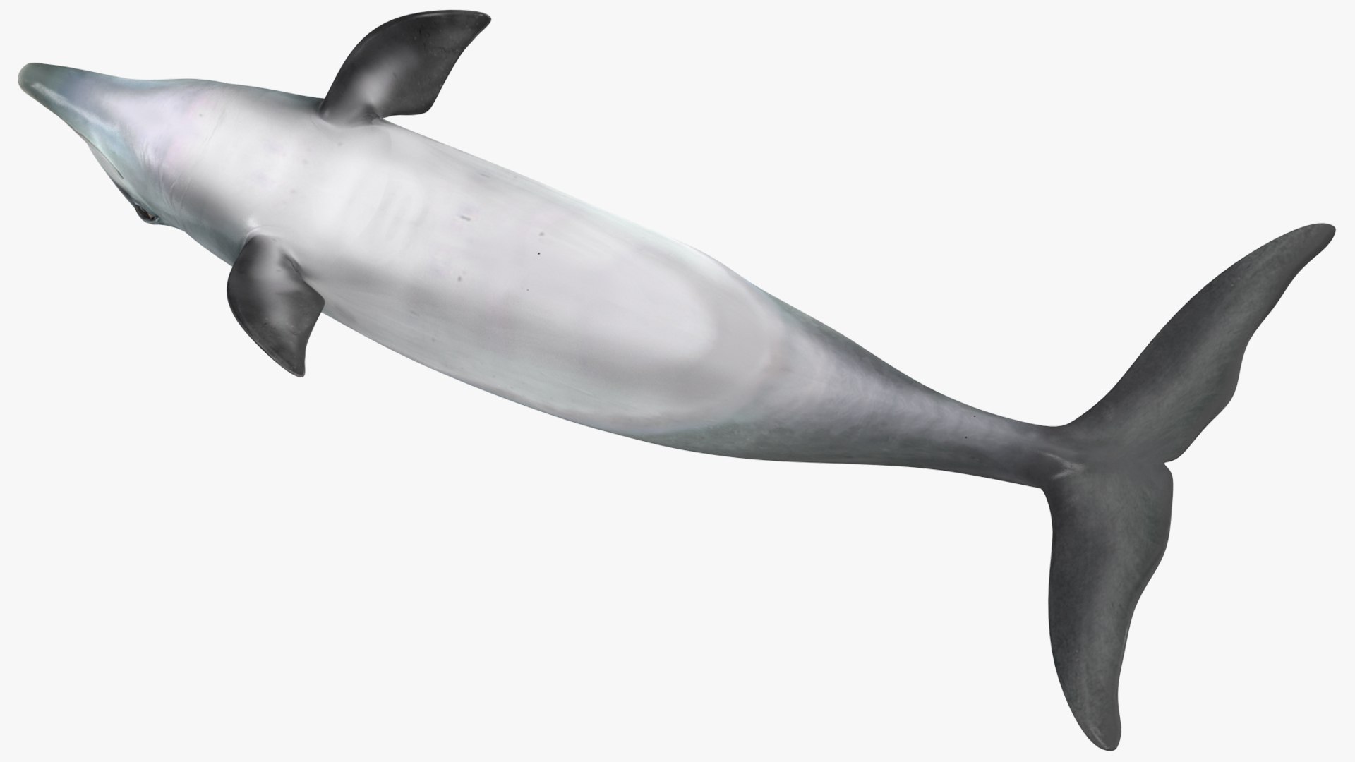 3D Dolphin Swimming And Jumping Animated for Cinema 4D https://p.turbosquid.com/ts-thumb/Lg/qjBytp/N6/dolphinswimmingandjumpinganimatedforcinema4d3dmodel018/jpg/1697111322/1920x1080/fit_q87/fbdabaf37eda5b82516289b6771839d0cef0eac7/dolphinswimmingandjumpinganimatedforcinema4d3dmodel018.jpg