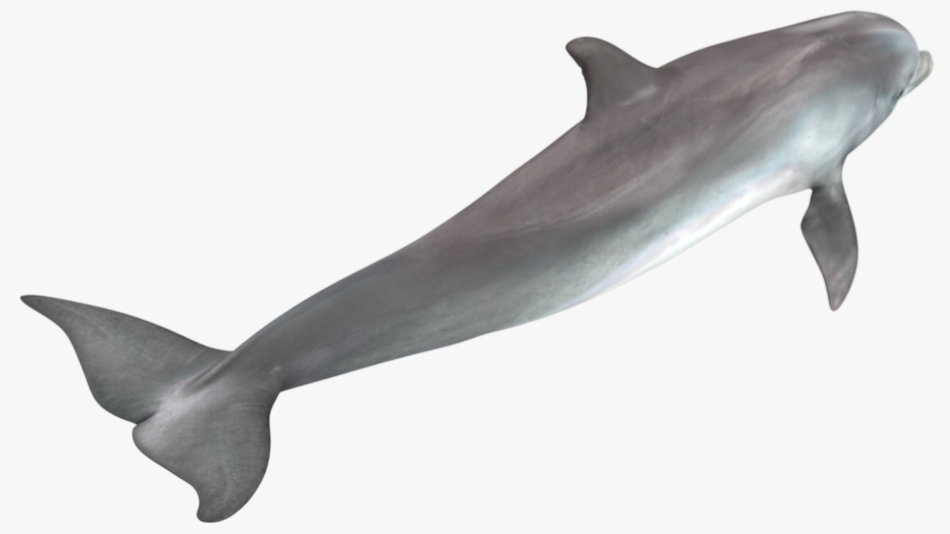 3D Dolphin Swimming And Jumping Animated for Cinema 4D https://p.turbosquid.com/ts-thumb/Lg/qjBytp/Pj/dolphinswimmingandjumpinganimatedforcinema4d3dmodel013/jpg/1697111302/1920x1080/fit_q87/1dc3647bd62ab51b9120b65bf9c57571cdb9181d/dolphinswimmingandjumpinganimatedforcinema4d3dmodel013.jpg