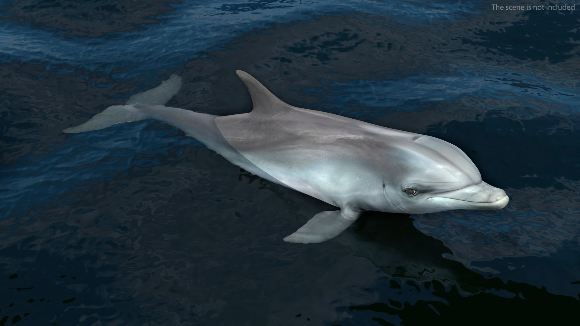 Dolphin Swimming And Jumping Animated for Cinema 4D 3D model preview