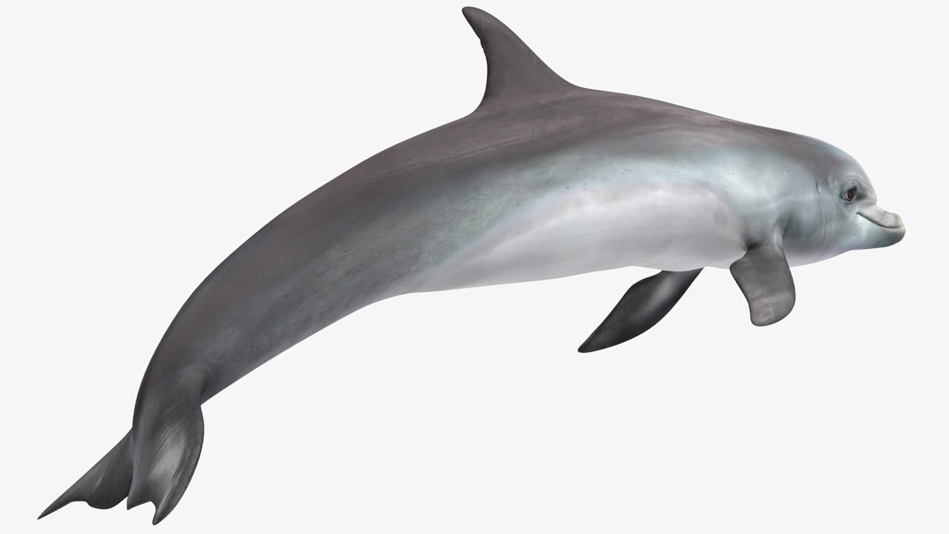 3D Dolphin Swimming And Jumping Animated for Cinema 4D https://p.turbosquid.com/ts-thumb/Lg/qjBytp/vd/dolphinswimmingandjumpinganimatedforcinema4d3dmodel011/jpg/1697111294/1920x1080/fit_q87/42b9b04c5ad4d19165f03461675a97ed387f2c30/dolphinswimmingandjumpinganimatedforcinema4d3dmodel011.jpg