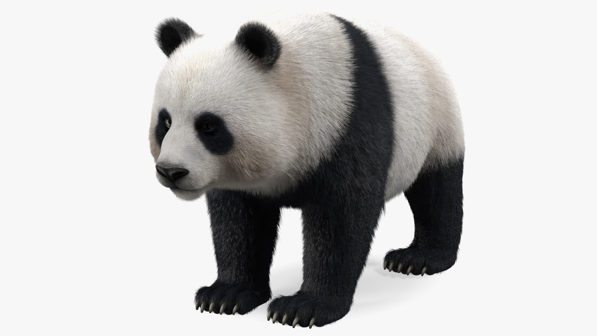 3D Rigged Giant Panda with Eucalyptus Tree Collection https://p.turbosquid.com/ts-thumb/Lh/3RNMmV/MT/riggedgiantpandawitheucalyptustreecollectionmb3dmodel002/jpg/1637745149/1920x1080/fit_q87/0ebe13cd08d56e1d4aeb549962a6ca751fdc63c6/riggedgiantpandawitheucalyptustreecollectionmb3dmodel002.jpg