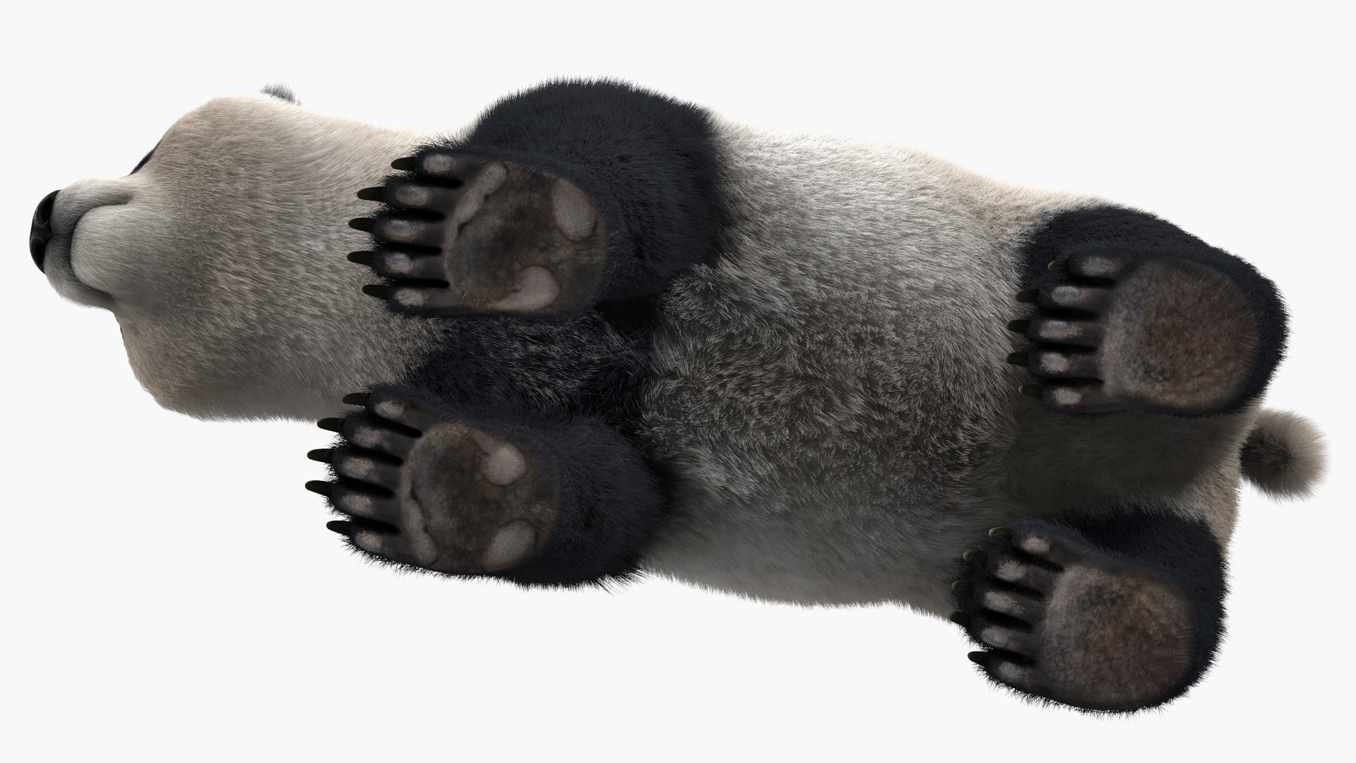 3D Rigged Giant Panda with Eucalyptus Tree Collection https://p.turbosquid.com/ts-thumb/Lh/3RNMmV/Mo/riggedgiantpandawitheucalyptustreecollectionmb3dmodel017/jpg/1637745191/1920x1080/fit_q87/d0d04f19b80d42ec66fed1e3eb0909288aa8cfca/riggedgiantpandawitheucalyptustreecollectionmb3dmodel017.jpg