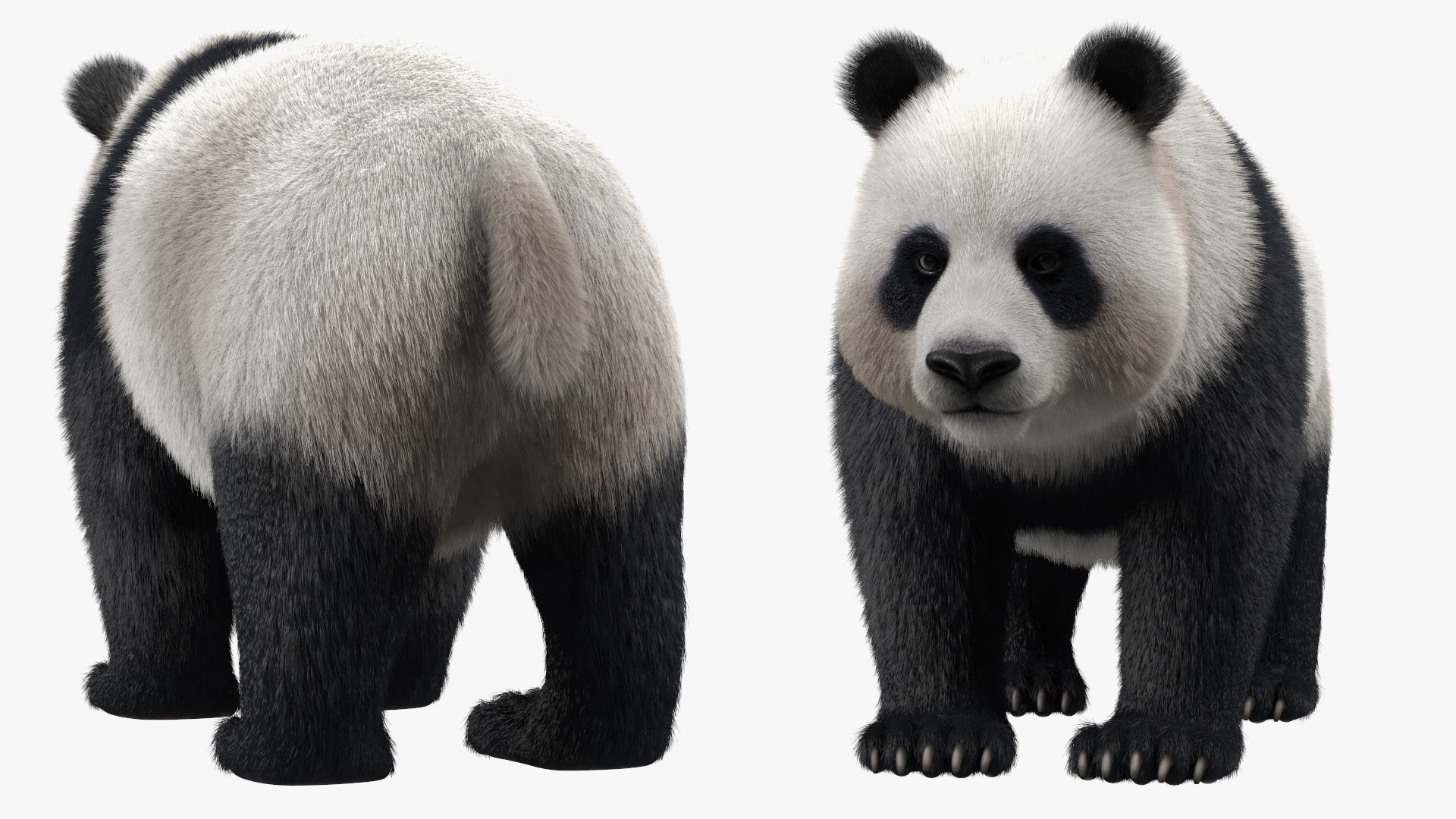 3D Rigged Giant Panda with Eucalyptus Tree Collection https://p.turbosquid.com/ts-thumb/Lh/3RNMmV/gZ/riggedgiantpandawitheucalyptustreecollectionmb3dmodel012/jpg/1637745176/1920x1080/fit_q87/b8286b0d847a13b8f4984cadba3b63f9e74677e2/riggedgiantpandawitheucalyptustreecollectionmb3dmodel012.jpg