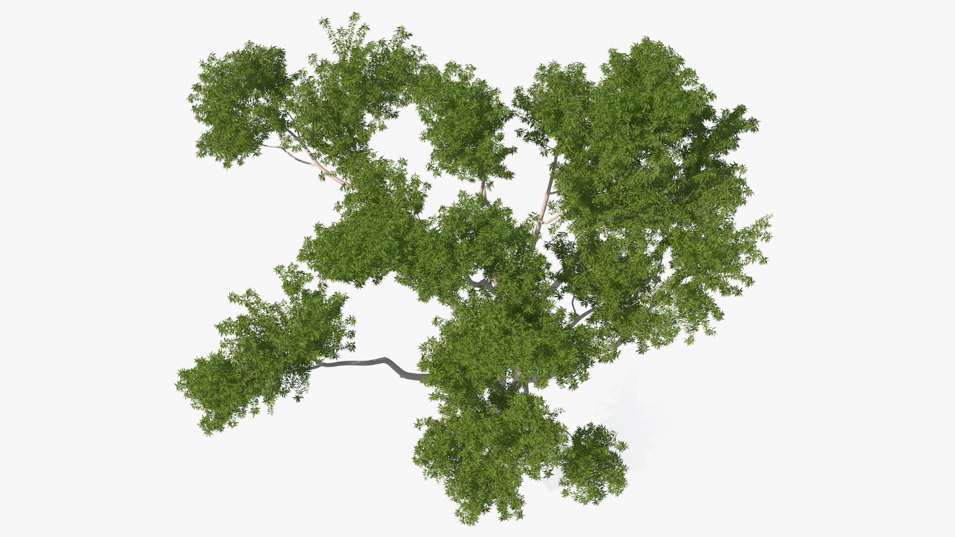 3D Rigged Giant Panda with Eucalyptus Tree Collection https://p.turbosquid.com/ts-thumb/Lh/3RNMmV/hs/riggedgiantpandawitheucalyptustreecollectionmb3dmodel033/jpg/1637745238/1920x1080/fit_q87/a3d166cbf5d93fd136d49d72aad6e579faa9e623/riggedgiantpandawitheucalyptustreecollectionmb3dmodel033.jpg