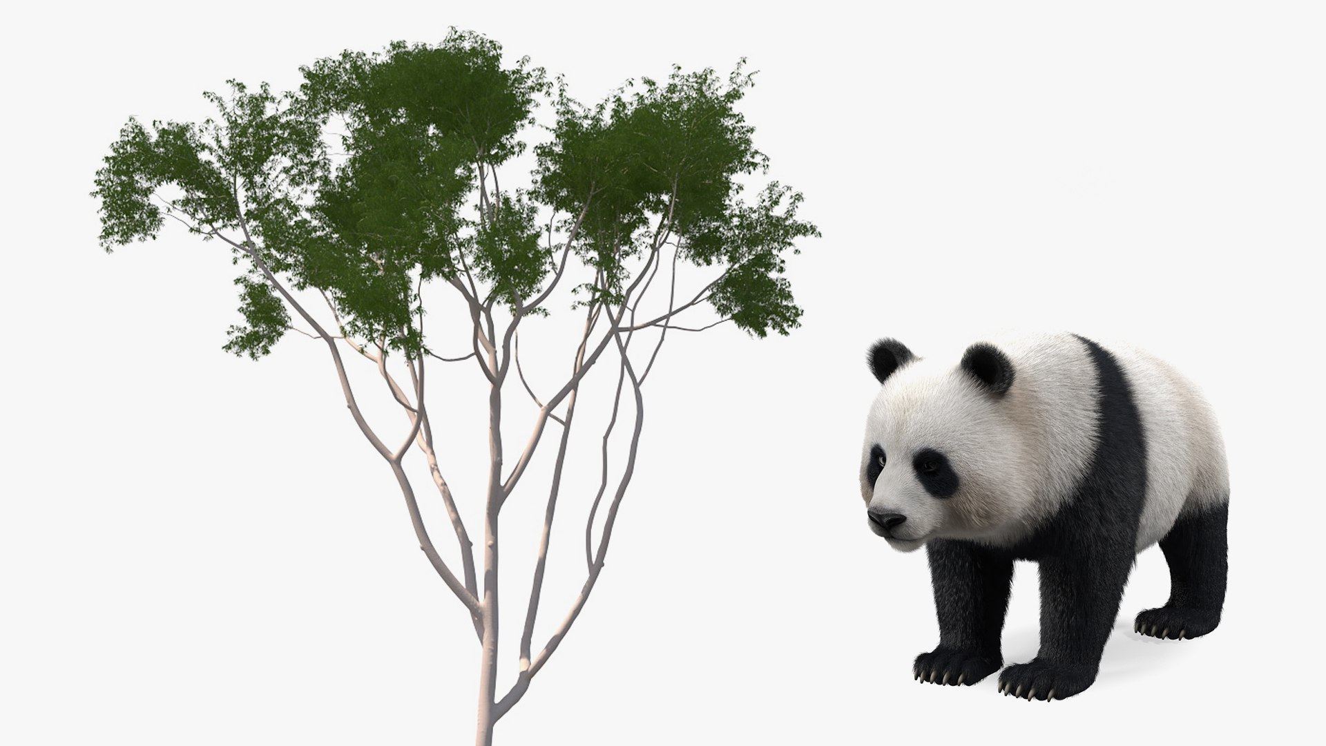 3D Rigged Giant Panda with Eucalyptus Tree Collection https://p.turbosquid.com/ts-thumb/Lh/3RNMmV/n2/riggedgiantpandawitheucalyptustreecollectionmb3dmodel001/jpg/1637745146/1920x1080/fit_q87/a99163dc1ad4da1d1ac98108c11da5f9f5497179/riggedgiantpandawitheucalyptustreecollectionmb3dmodel001.jpg