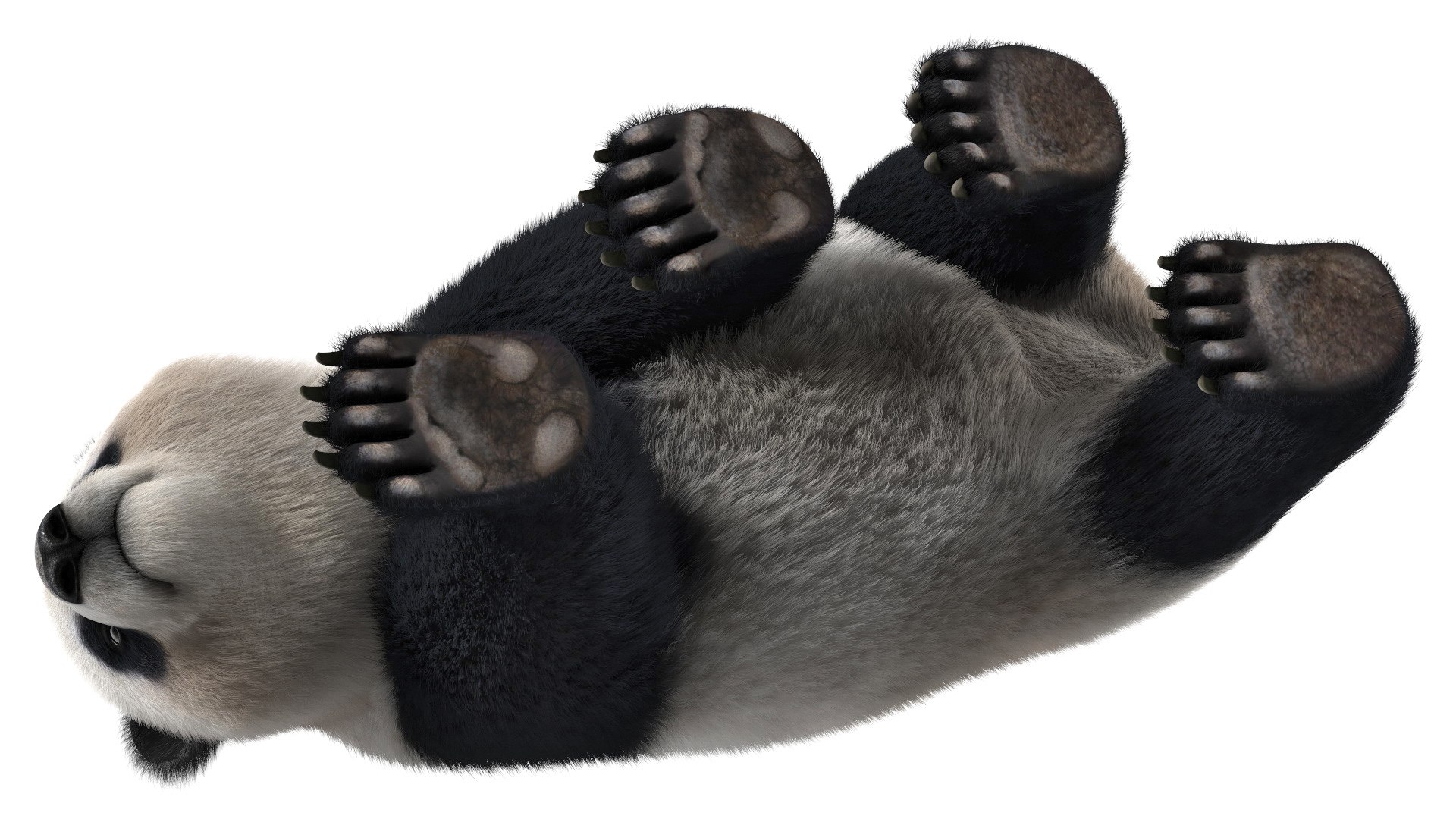 3D Rigged Giant Panda with Eucalyptus Tree Collection https://p.turbosquid.com/ts-thumb/Lh/3RNMmV/sl/riggedgiantpandawitheucalyptustreecollectionmb3dmodel018/jpg/1637745193/1920x1080/fit_q87/926466dd8bdb7df55b7eb99ecce1deaaa1da97be/riggedgiantpandawitheucalyptustreecollectionmb3dmodel018.jpg