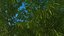 Rigged Giant Panda with Eucalyptus Tree Collection