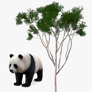 Rigged Giant Panda with Eucalyptus Tree Collection