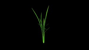 PADDY PLANT 3 TEXTURE MAX 2012 3D