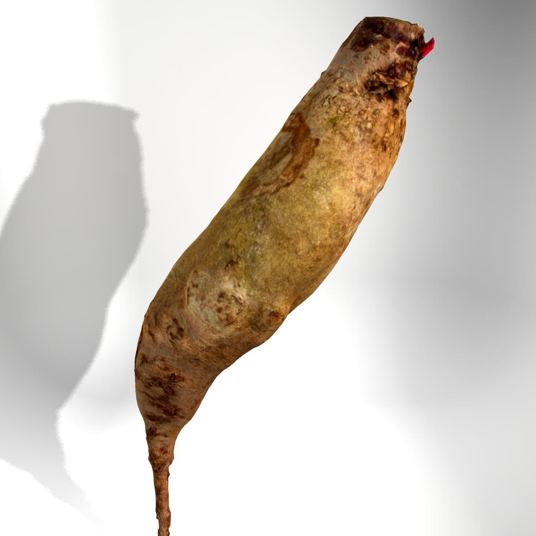 3d beet red long model https://p.turbosquid.com/ts-thumb/Lh/BcsVyz/SnZn69XW/v/jpg/1335421662/1920x1080/turn_fit_q99/874106bd65e20905988a31587679726d904e794e/v-1.jpg