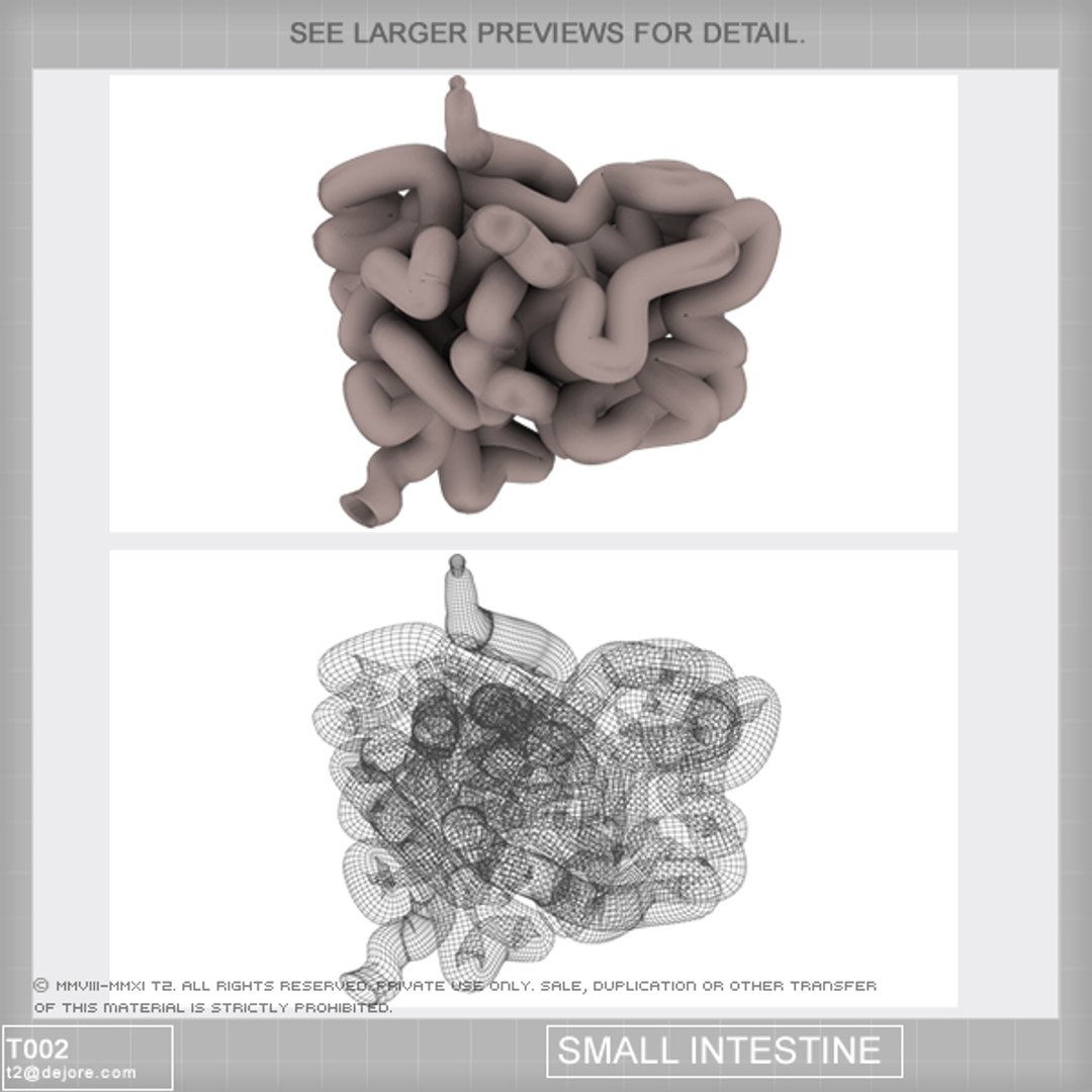 3d Human Digestive Colon
