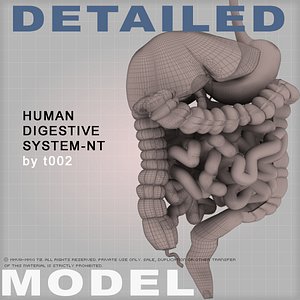 3d human digestive colon