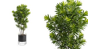 Dracaena Reflexa model