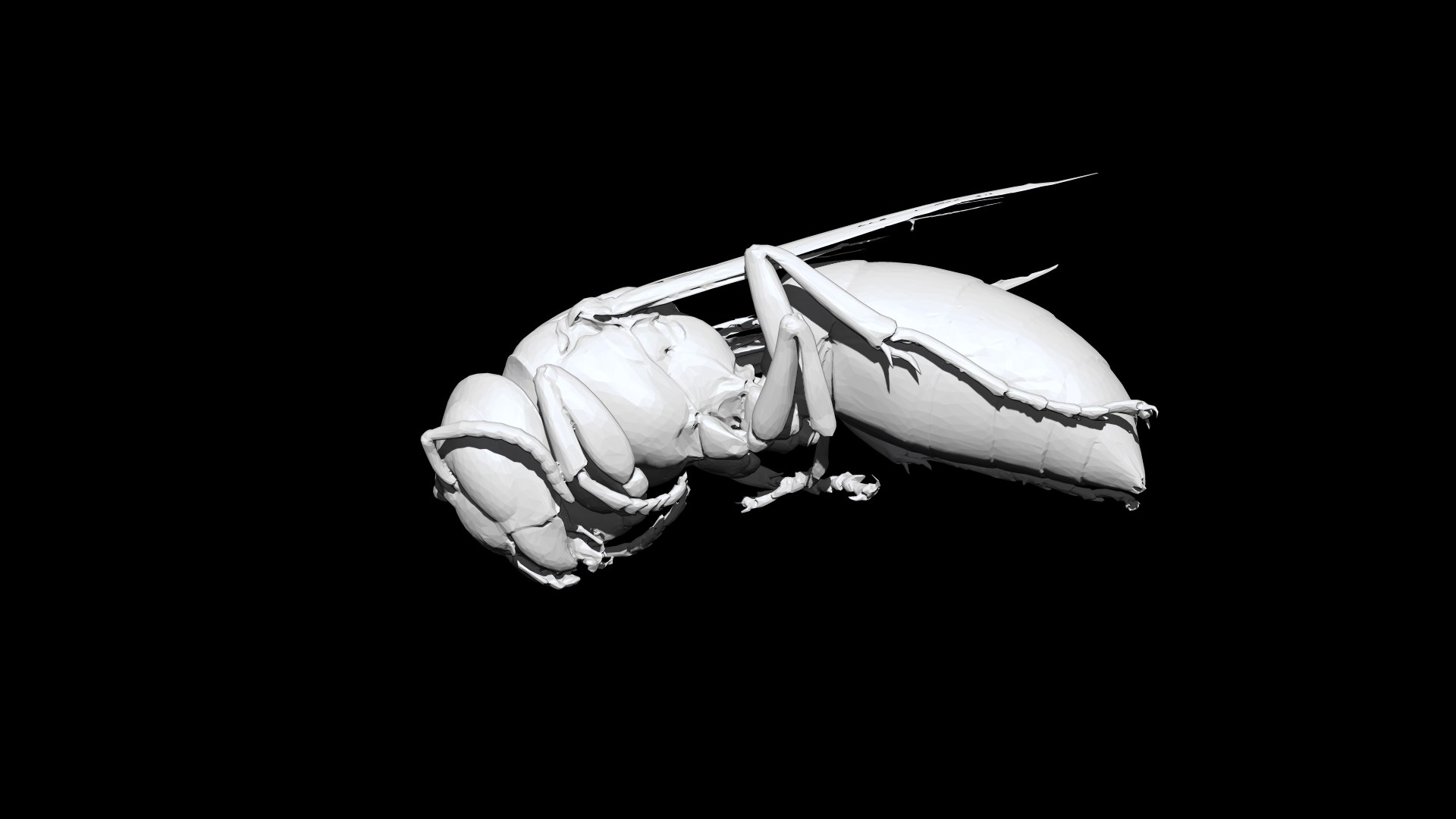 Wasp 3D CT Scan Model Decimate 8 Percent 3D - TurboSquid 1965532